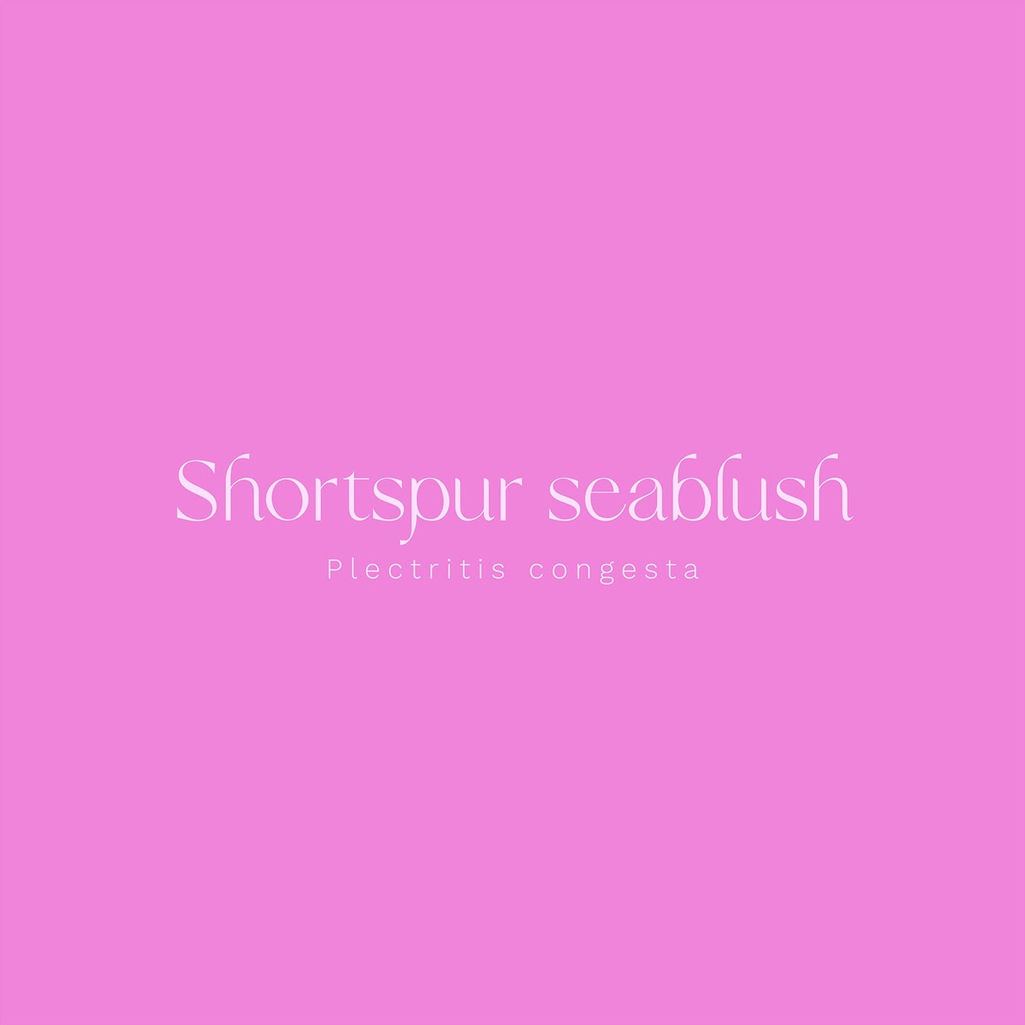 Shortspur Seablush (Plectritis congesta) Vinyl Sticker - Chellekie Creations
