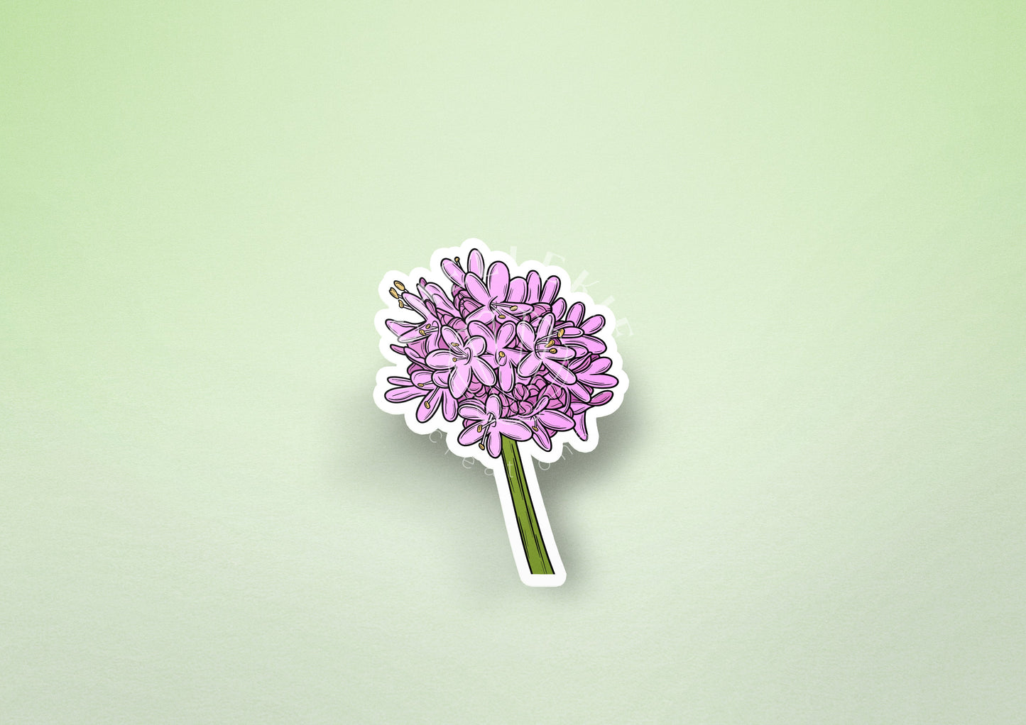 Shortspur Seablush (Plectritis congesta) Vinyl Sticker - Chellekie Creations