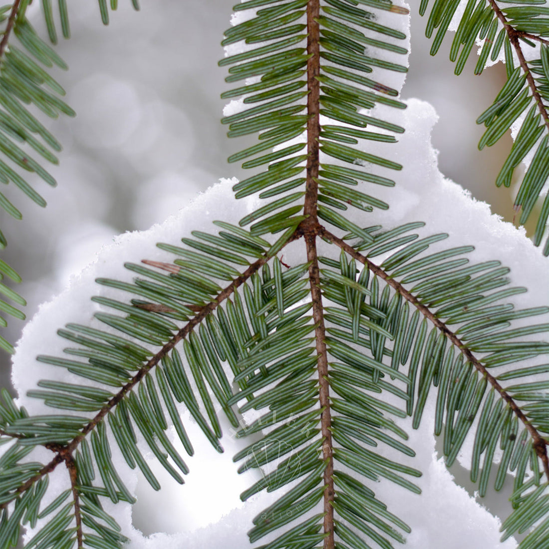 A Walk Through Snowy Forests of P'KOLS - Chellekie Creations