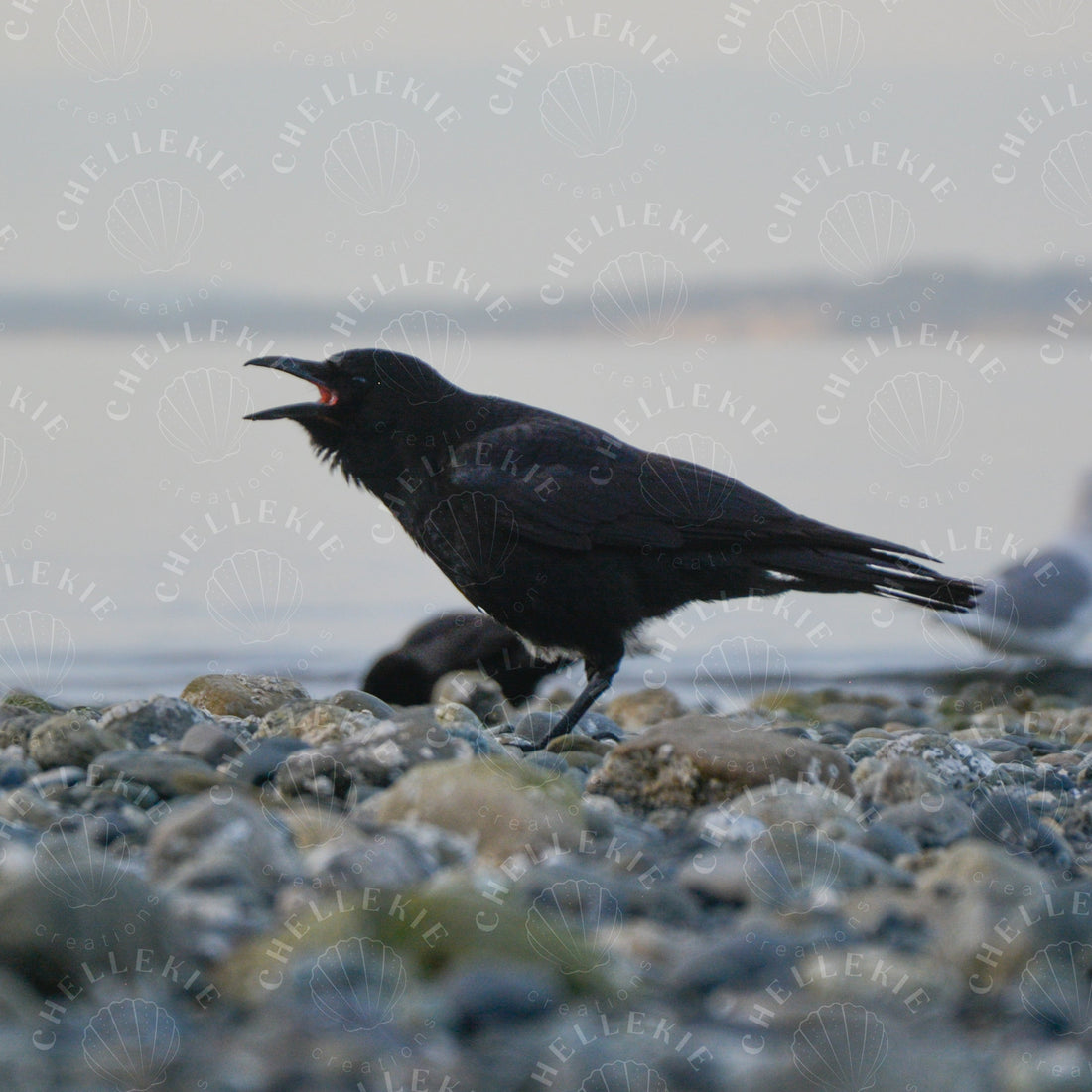 Low Tide and Roosting Hour - Chellekie Creations
