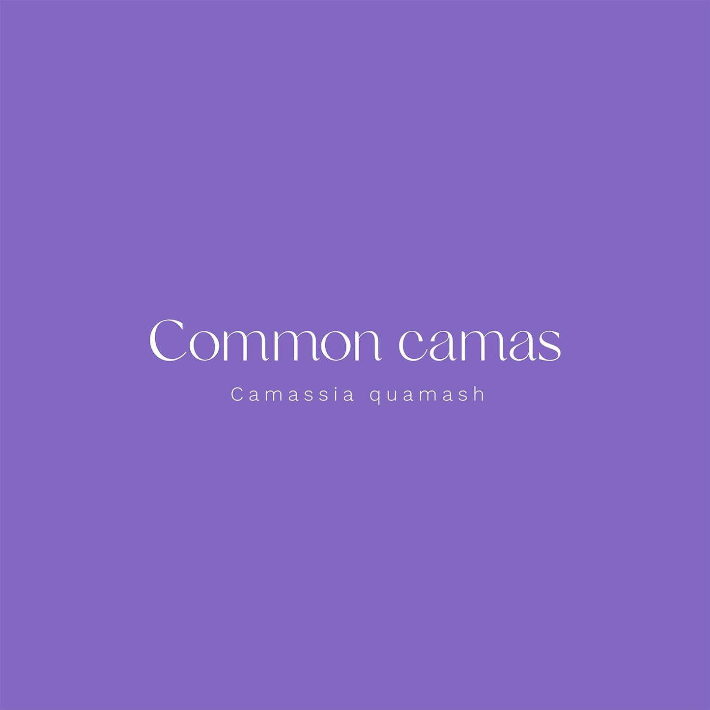 Common Camas (Camassia quamash) Vinyl Sticker - Chellekie Creations