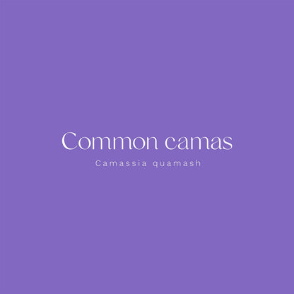 Common Camas (Camassia quamash) Vinyl Sticker - Chellekie Creations