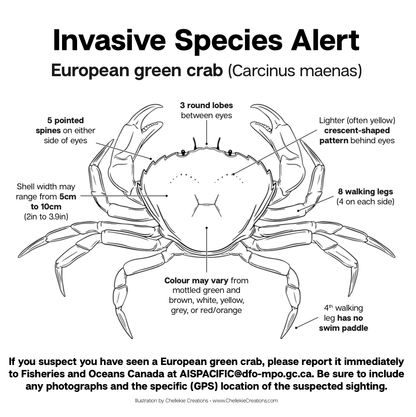 European Green Crab (Carcinus Maenas) Infographic - FREE DOWNLOAD - Chellekie Creations