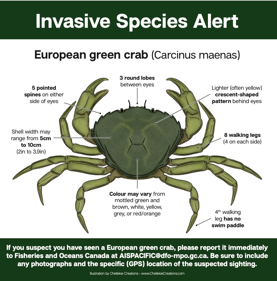 European Green Crab (Carcinus Maenas) Infographic - FREE DOWNLOAD - Chellekie Creations