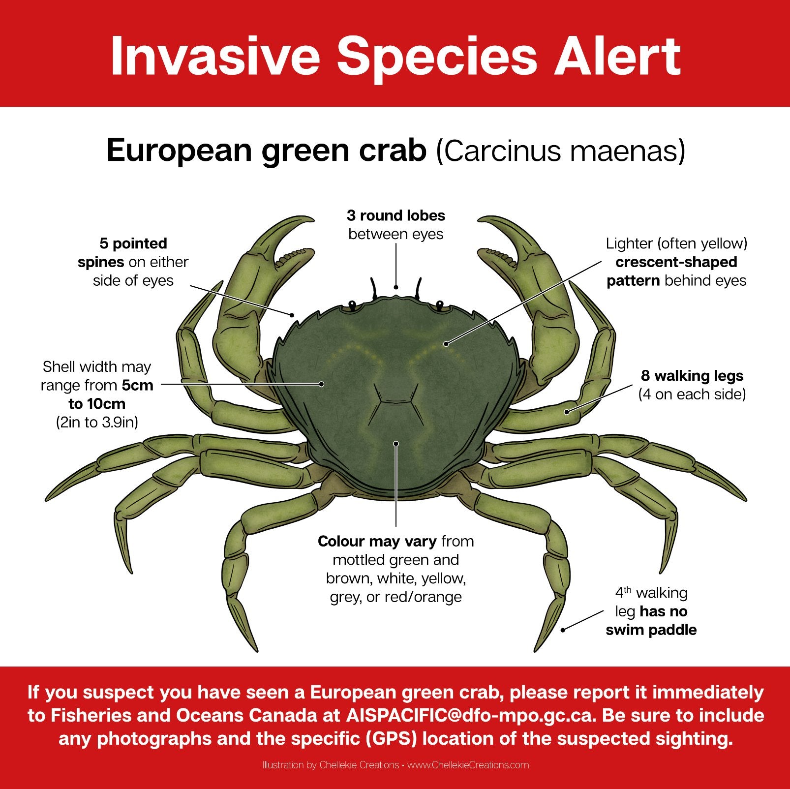 European Green Crab (Carcinus Maenas) Infographic - FREE DOWNLOAD - Chellekie Creations