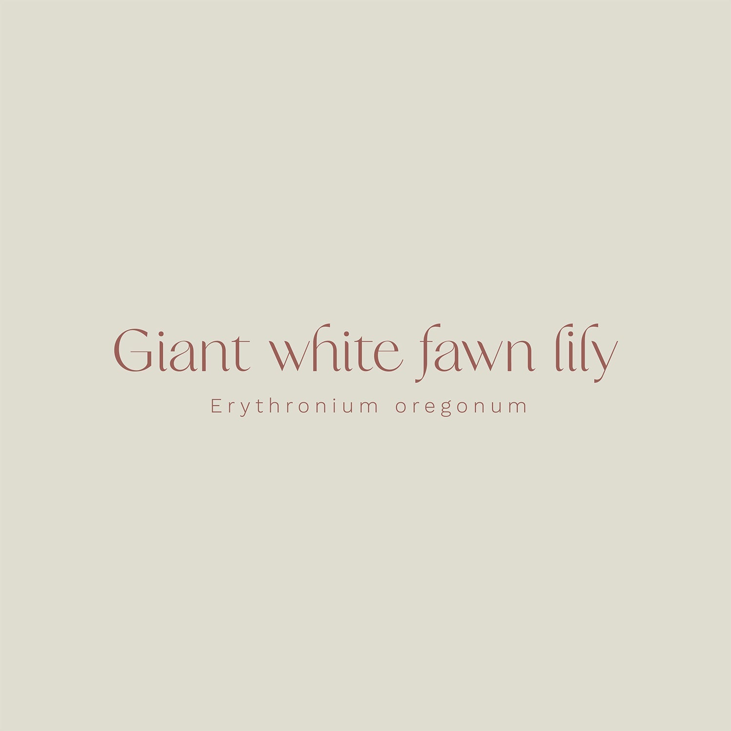 Giant White Fawn Lily (Erythronium oregonum) Vinyl Sticker - Chellekie Creations