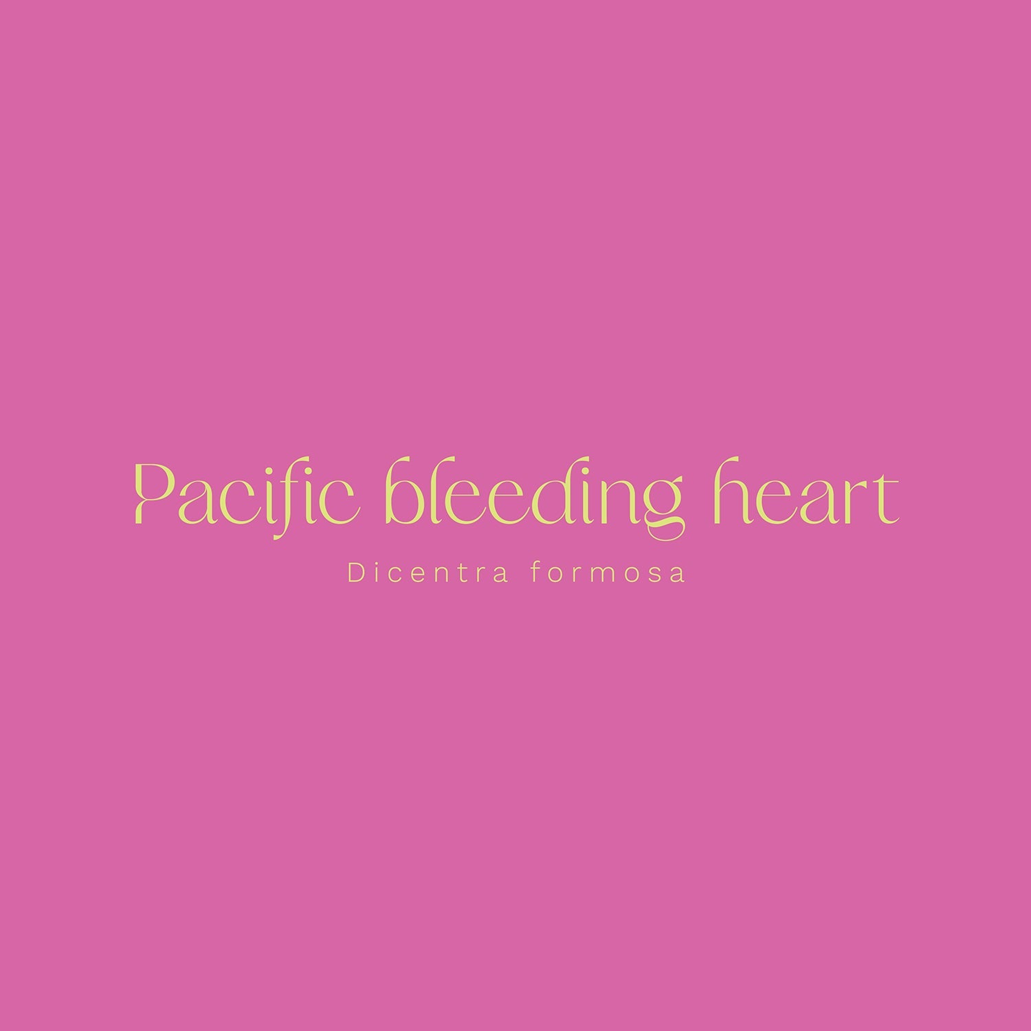 Pacific Bleeding Heart (Dicentra formosa) Vinyl Sticker - Chellekie Creations