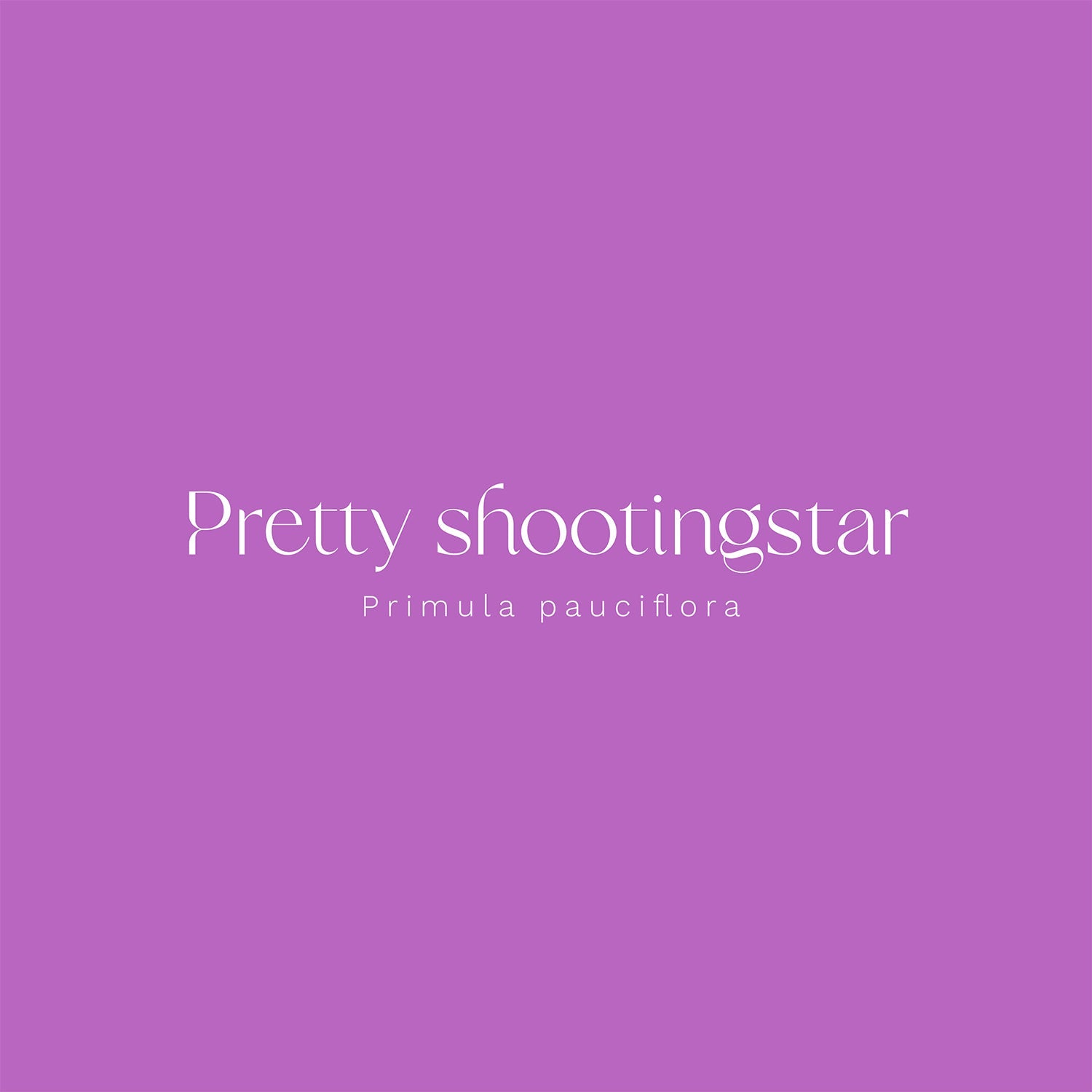 Pretty Shootingstar (Primula pauciflora) Vinyl Sticker - Chellekie Creations