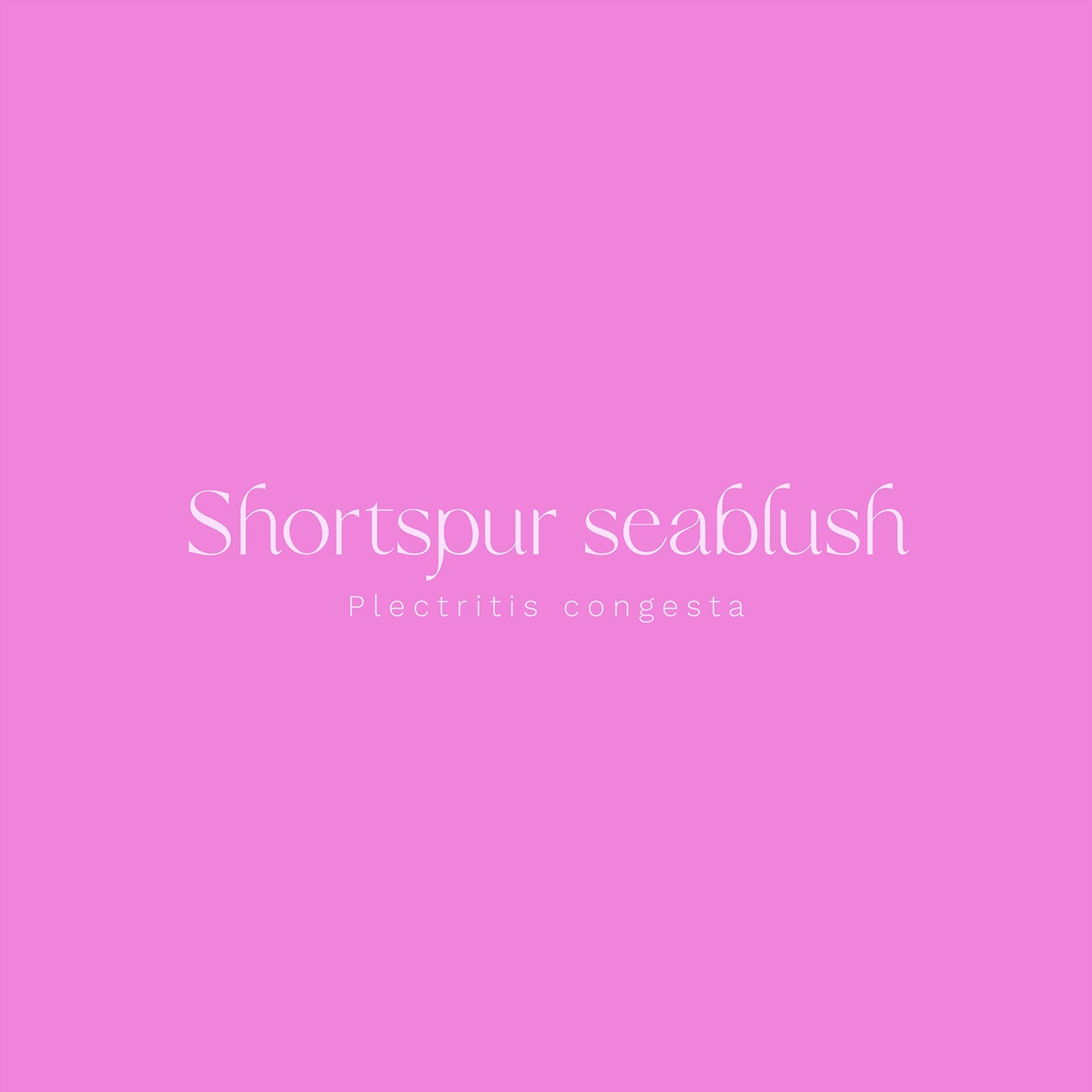 Shortspur Seablush (Plectritis congesta) Vinyl Sticker - Chellekie Creations