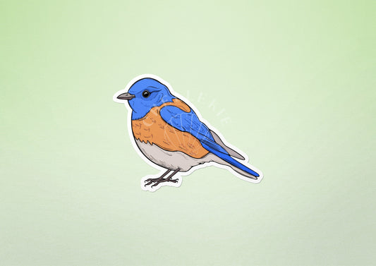 Western Bluebird (Sialia mexicana) Vinyl Sticker - Chellekie Creations