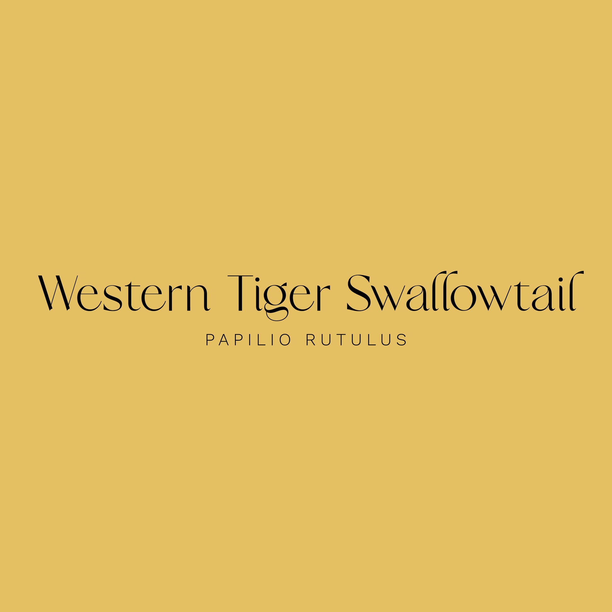 Western Tiger Swallowtail Butterfly Sticker - Chellekie Creations